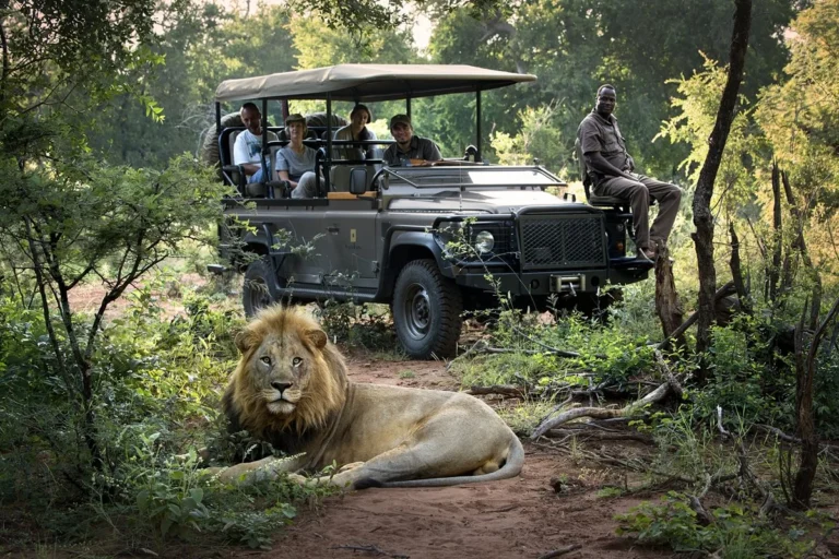 lion_madikwe_go2africa