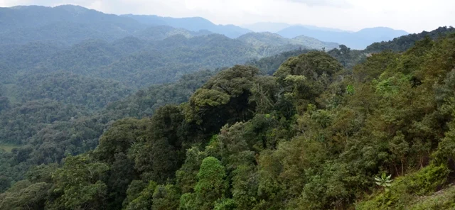 nyungwe-forest-rwanda1