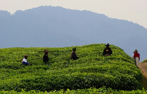 rwanda-tea-estate