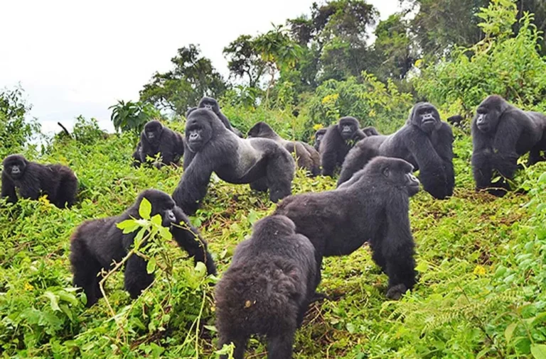 Comparative-Analysis-of-Gorilla-Trekking-in-Rwanda-and-Uganda-1024x675