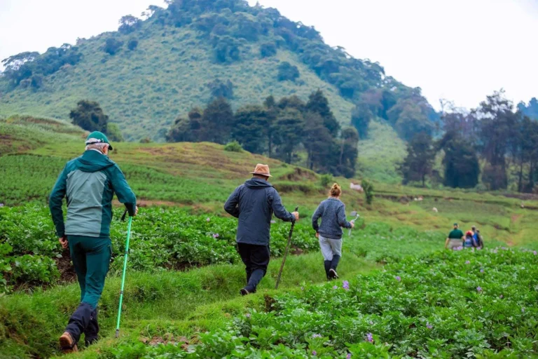 gorilla-rwanda-trekking1