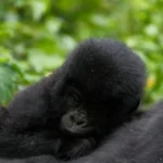 Baby gorilla in it's habitat