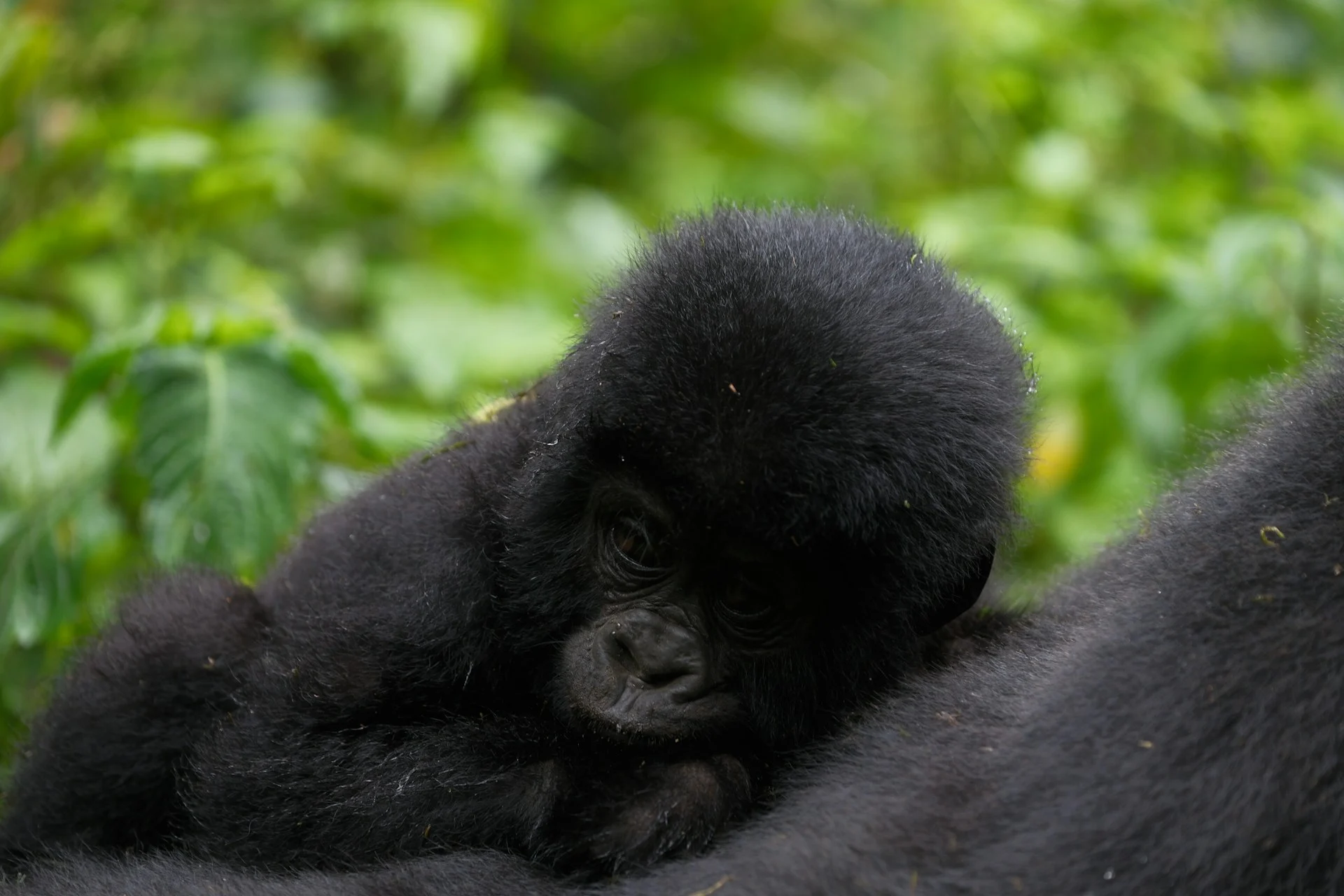 Baby gorilla in it's habitat